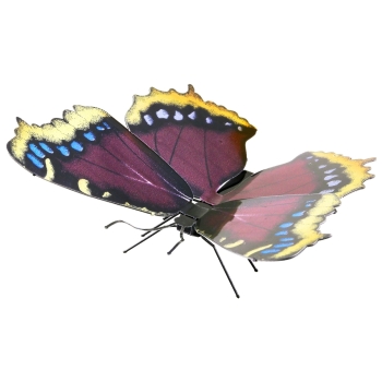 Butterfly Morning Cloak